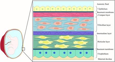 A Review on Modifications of Amniotic Membrane for Biomedical Applications